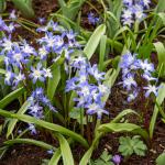 Bulbes à fleurs à planter à l'automne - Chionodoxa Luciliae (x25) - face recto